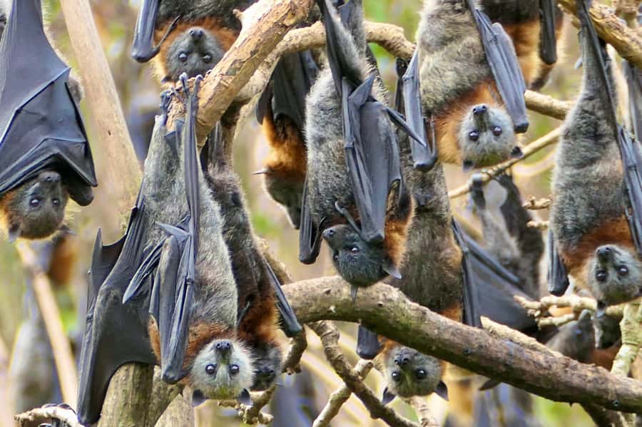Sydney: Flying Fox Tour, Australia's Largest Bats - Getting To The Thomas Sutcliffe Mort Statue Pick-Up Near Circular Quay