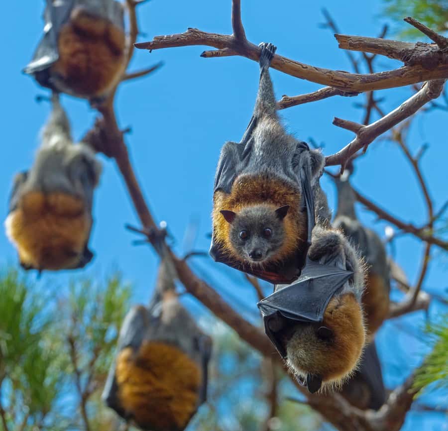 Sydney: Flying Fox Tour, Australia's Largest Bats - The 75-Minute Wildlife Viewing Stop Where Daytime Means Action