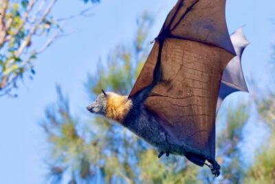 Sydney: Flying Fox Tour, Australia's Largest Bats - The Van Ride: 45 Minutes of Comfort Before the Bat Watching