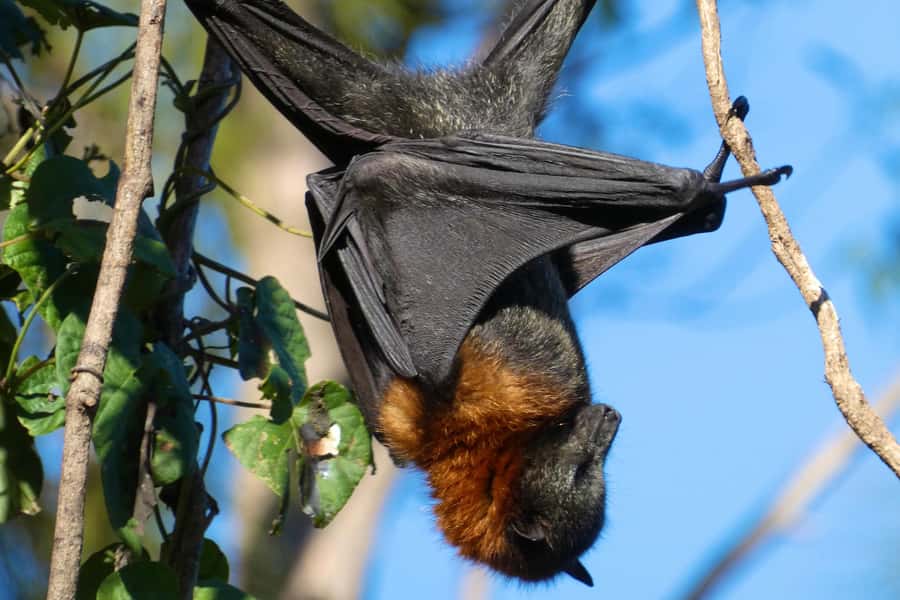 Sydney: Flying Fox Tour, Australia's Largest Bats - Zoom Cameras and Binoculars: How You Actually Get Photos
