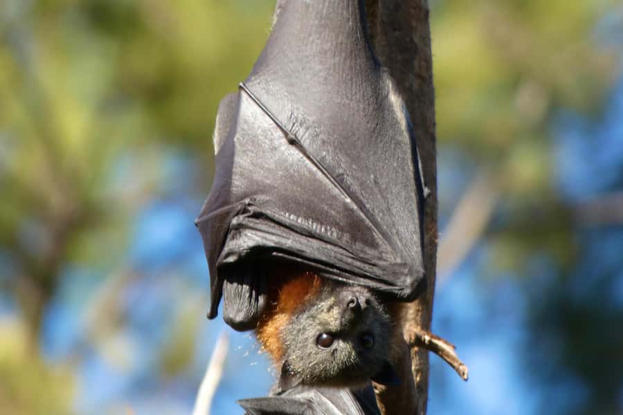 Sydney: Flying Fox Tour, Australia's Largest Bats - Price and Value: Why $49 Can Feel Like More Than You’d Expect
