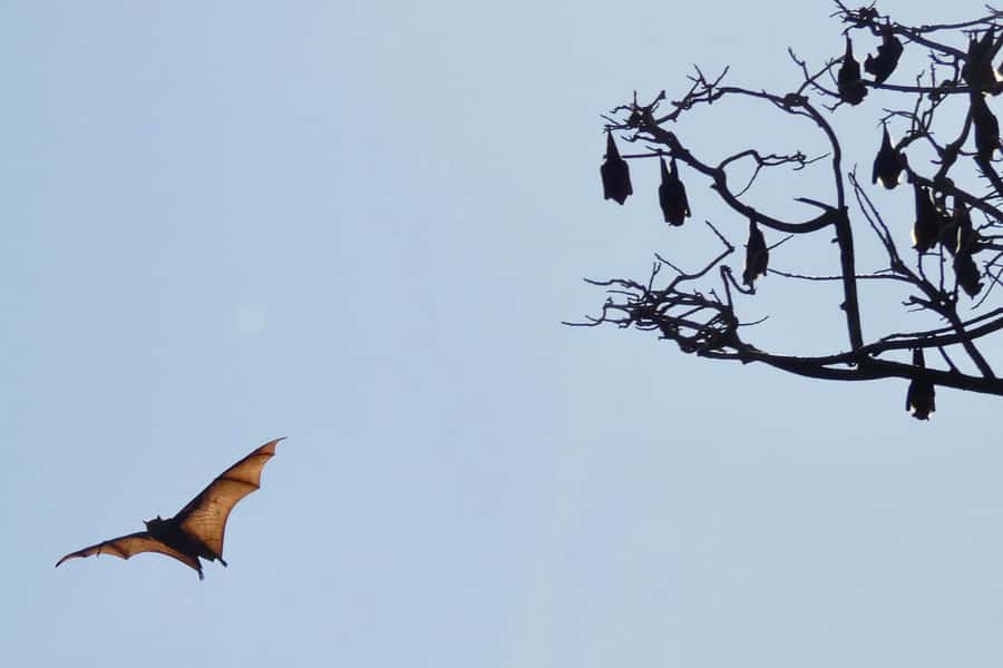 Sydney: Flying Fox Tour, Australia's Largest Bats - Who Should Book This Flying Fox Tour (and Who Might Not Love It)