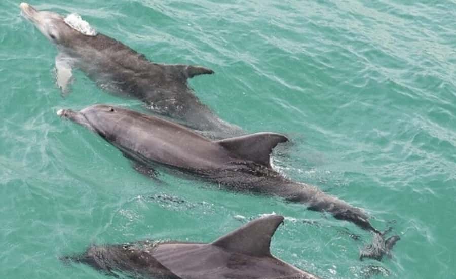 Sydney: Jervis Bay Day Trip with Dolphins, Roos & Beach Time - The real tradeoff: a long day out of Sydney that’s worth it