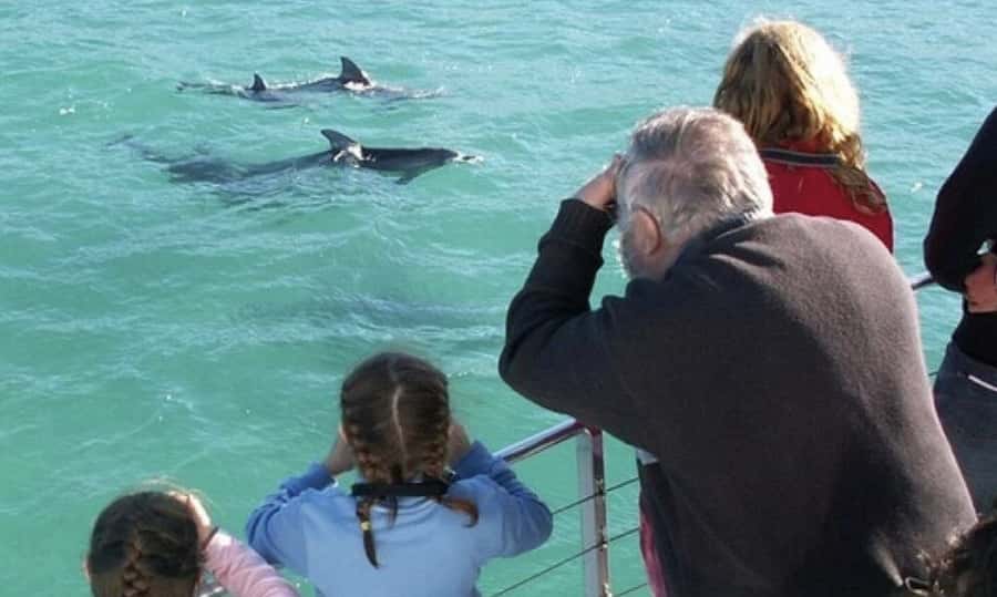 Sydney: Jervis Bay Day Trip with Dolphins, Roos & Beach Time - Dolphin cruise in Jervis Bay Marine Park: the best part, with one reality check