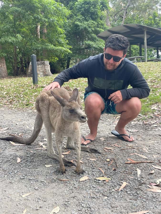 Sydney: Jervis Bay Day Trip with Dolphins, Roos & Beach Time - Cave Beach and Booderee National Park: kangaroos on a real beach edge