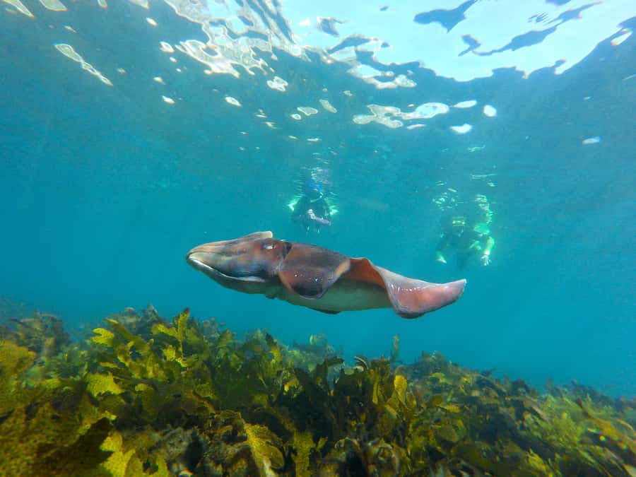 Sydney: Manly and Shelly Beach Snorkeling Tour - Manly and Shelly Beach: the smart, city-close way to snorkel
