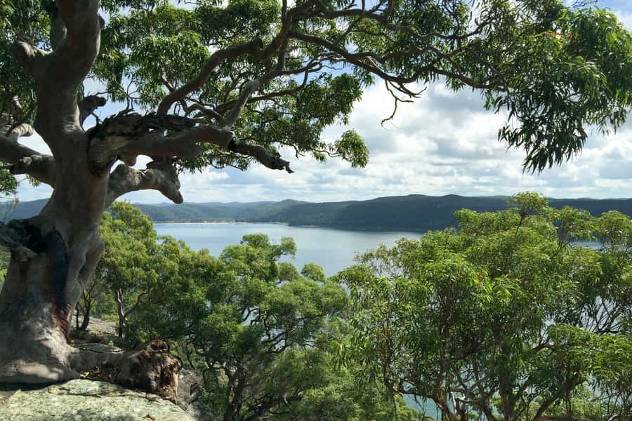 Sydney: Northern Beaches and Ku-ring-gai National Park Tour - Pickup, timing, and how the day flows (without getting wiped out)