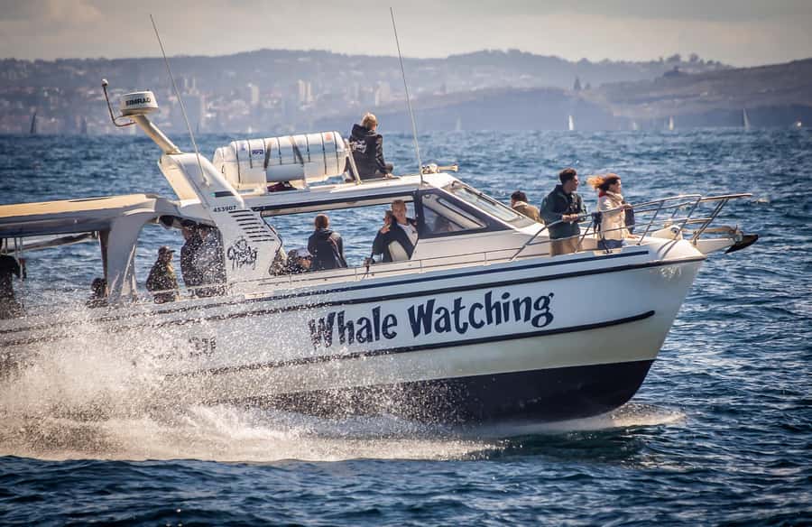 Sydney: Ocean Whale Watching Experience - Key things that make this whale trip work