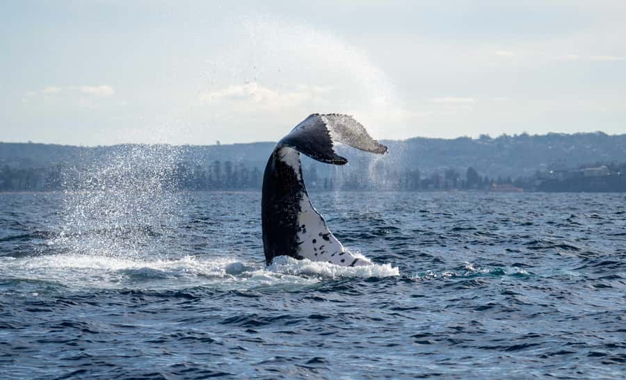 Sydney: Ocean Whale Watching Experience - Arrive at King Street Wharf #3 and get the right start