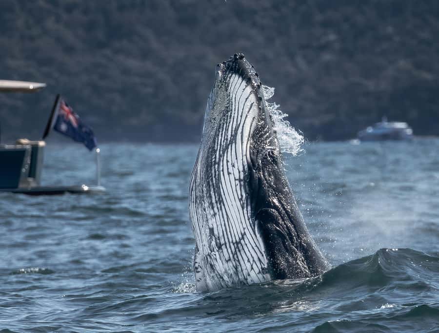 Sydney: Ocean Whale Watching Experience - From Darling Harbour to open ocean: why this transit matters