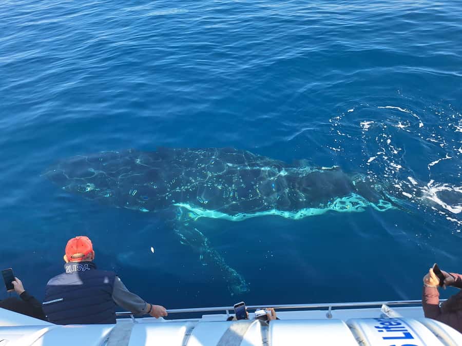 Sydney: Ocean Whale Watching Experience - Live commentary that turns sightings into real learning