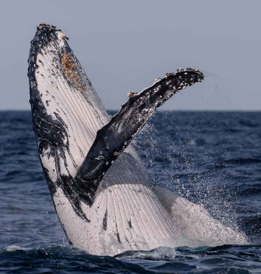 Sydney: Ocean Whale Watching Experience - Photo magic: let the crew shoot while you watch