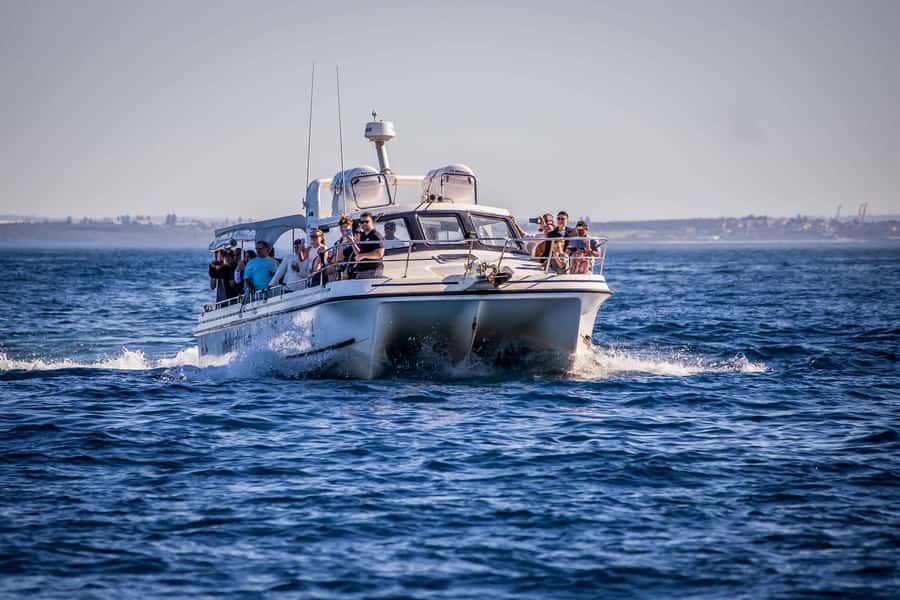 Sydney: Ocean Whale Watching Experience - What to bring (and what to do about seasickness)