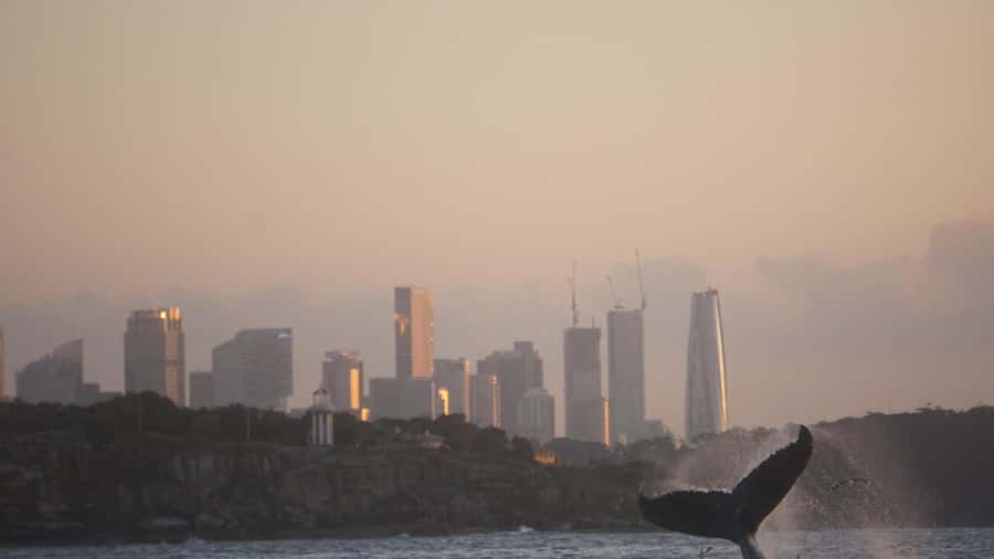 Sydney: Ocean Whale Watching Experience - Convenience and value: $98 for a focused whale hunt