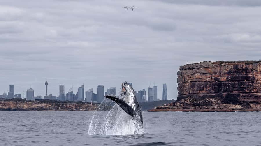 Sydney: Ocean Whale Watching Experience - Who this whale cruise suits best (and who should think twice)