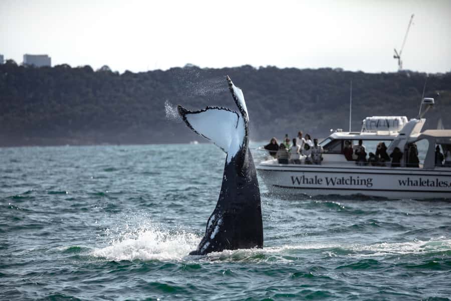 Sydney: Ocean Whale Watching Experience - Safety briefing first, then a quick glide past the icons