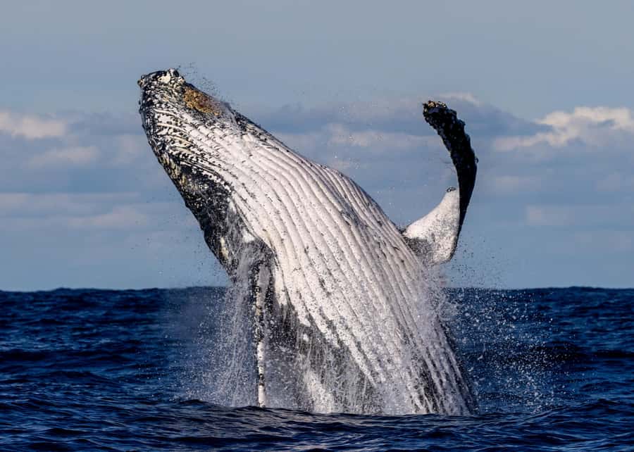 Sydney: Scenic Whale Watching Cruise - Whales Guaranteed - Key points before you go