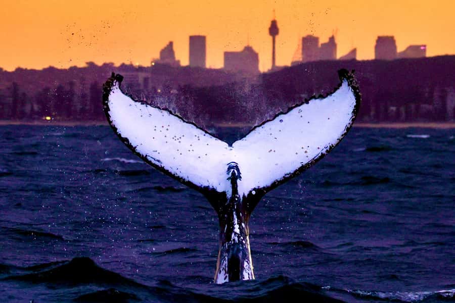 Sydney: Scenic Whale Watching Cruise - Whales Guaranteed - Why this Sydney whale-watching cruise feels worth the money