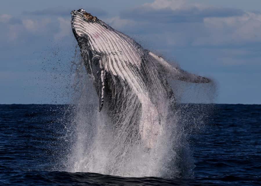 Sydney: Scenic Whale Watching Cruise - Whales Guaranteed - Sydney Harbour icons before you chase humpbacks