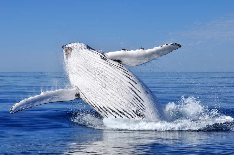 Sydney: Scenic Whale Watching Cruise - Whales Guaranteed - From Sydney Heads to whale country: what the 3 hours feel like