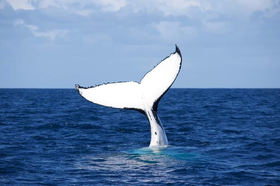 Sydney: Scenic Whale Watching Cruise - Whales Guaranteed - How close you can realistically get (and why the boat choice matters)