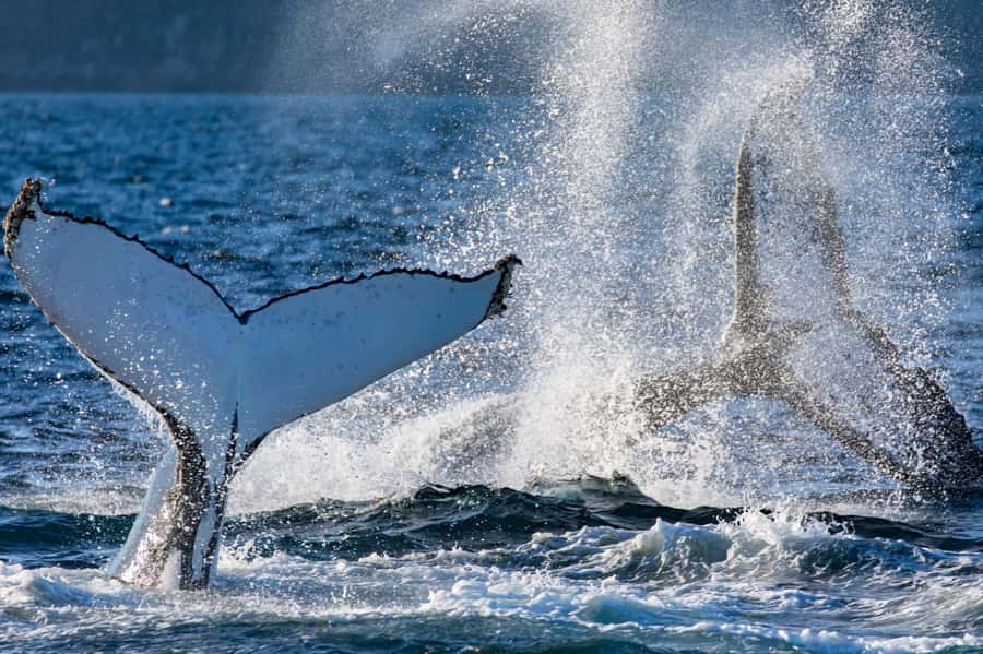 Sydney: Scenic Whale Watching Cruise - Whales Guaranteed - Crew energy: Captain Dean, Tom, and why commentary changes everything