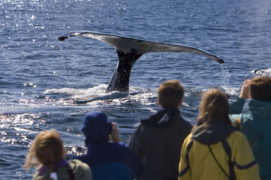 Sydney: Scenic Whale Watching Cruise - Whales Guaranteed - Value check: is $45 a good deal for a guaranteed whale experience?