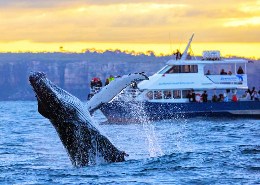 Sydney: Scenic Whale Watching Cruise - Whales Guaranteed - Circular Quay pickup: where to meet and how to start fast