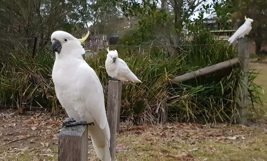 Sydney: Sea Cliff Bridge, Kiama Blowhole and Farmlands Tour - Jamberoo and Saddleback Mountain: what dairy farmland teaches you