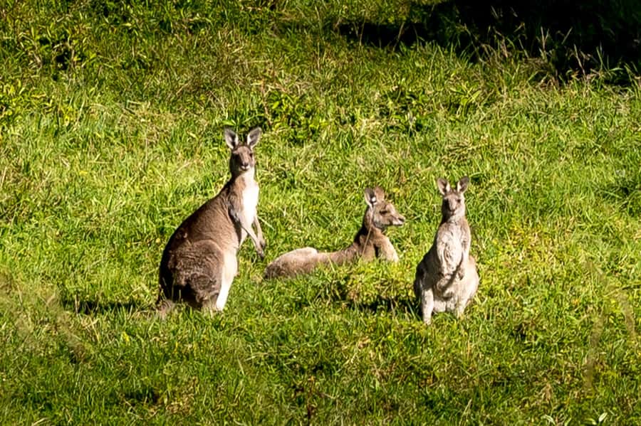 Sydney: Sea Cliff Bridge, Kiama Blowhole and Farmlands Tour - Wildlife spotting: your best chances (and how to think about it)