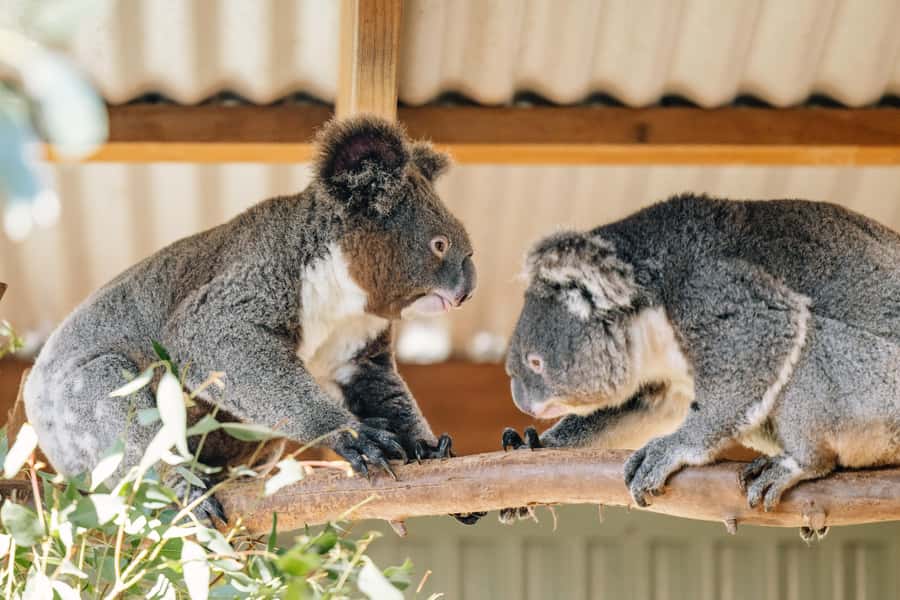 Sydney: Small Group Blue Mountains, Wildlife & Waterfalls - Key highlights at a glance