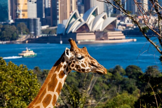 Sydney Taronga Zoo General Entry Ticket - Quick hits before you go
