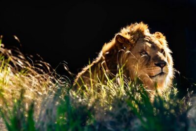 Sydney Taronga Zoo General Entry Ticket - Price and value: what $39.45 buys you (and how to use it)
