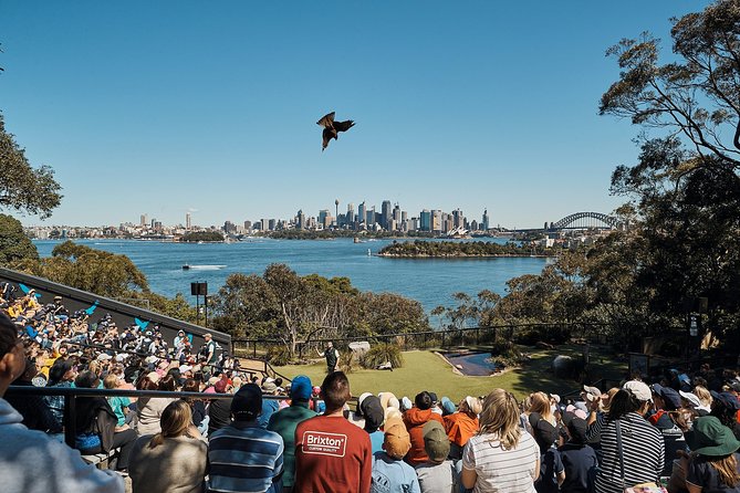 Sydney Taronga Zoo General Entry Ticket - Shows that anchor the day: Seals for the Wild and Free-Flight Birds