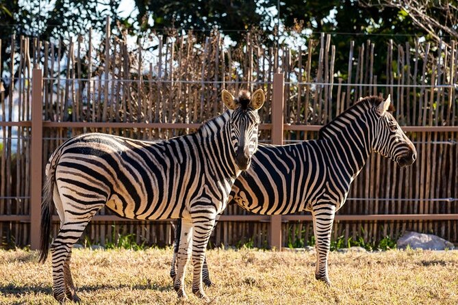Sydney Taronga Zoo General Entry Ticket - Keeper talks and the value of learning on-site