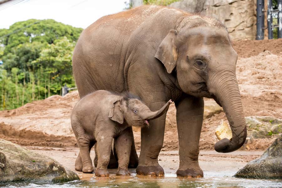 Sydney: Taronga Zoo Ticket with Return Ferry - From zoo back to ferry: choosing your timing for a calmer ride