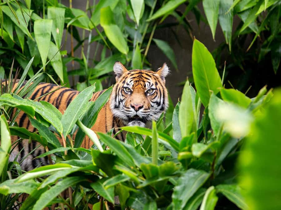 Sydney: Taronga Zoo Ticket with Return Ferry - Getting your Taronga Zoo ferry tickets at Fantasea (Wharf 6 or Pier 26)
