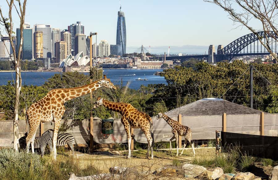 Sydney: Taronga Zoo Ticket with Return Ferry - How to plan your route in a very hilly zoo