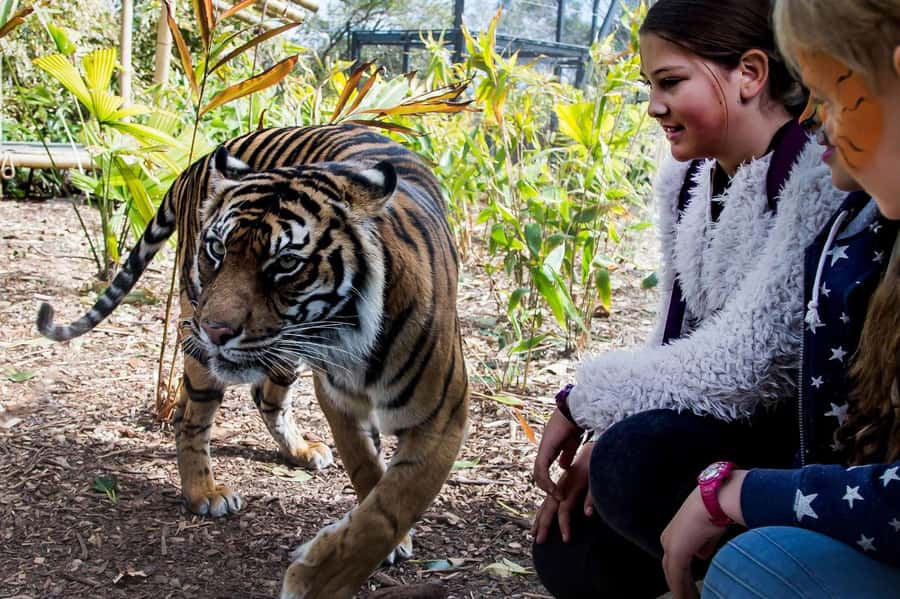 Sydney: Taronga Zoo Ticket with Return Ferry - Keeper talks and shows: use them like a free “roadmap”