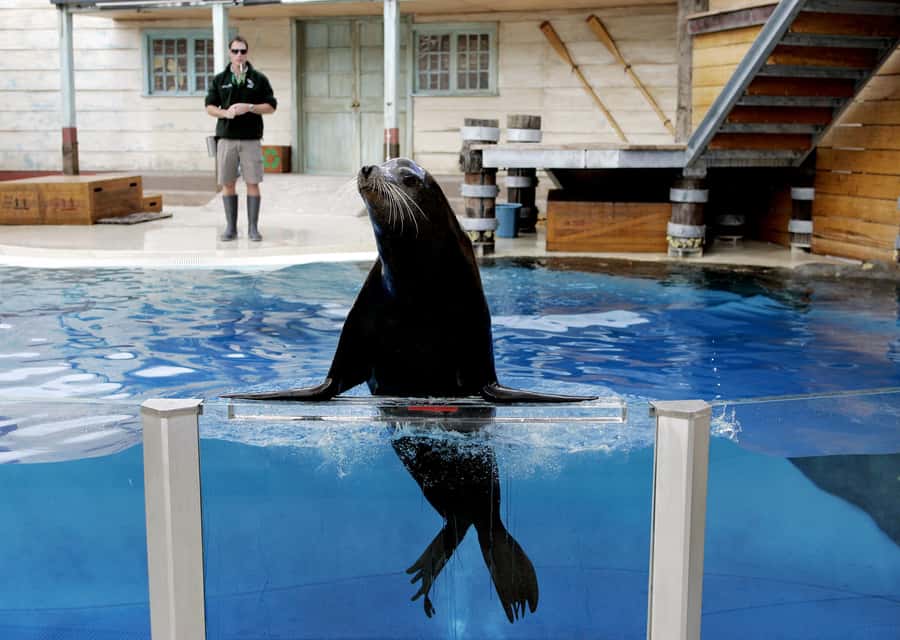 Sydney: Taronga Zoo Ticket with Return Ferry - Optional rides and closures: what to do if something is out of service