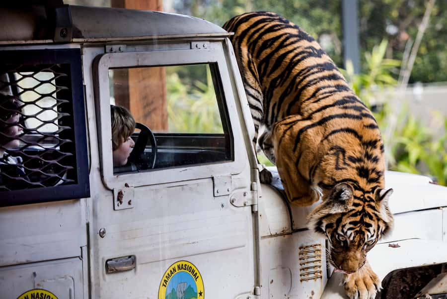 Sydney: Taronga Zoo Ticket with Return Ferry - The return ferry ride: why the water part matters