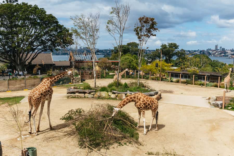 Sydney: Taronga Zoo Tickets - Key Points Worth Planning Around