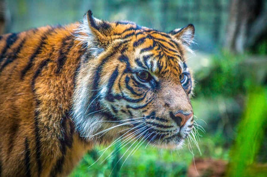 Sydney: Taronga Zoo Tickets - Getting There: Ferry-First Is the Easiest Win