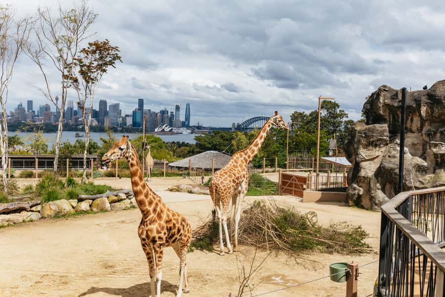Sydney: Taronga Zoo Tickets - Your Best Game Plan: Work the Zoo Like a Circuit