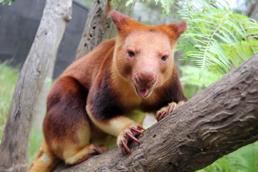 Sydney: Taronga Zoo Tickets - Trails to Prioritize: Australian Walkabout, Kids’ Trail, Reptile World