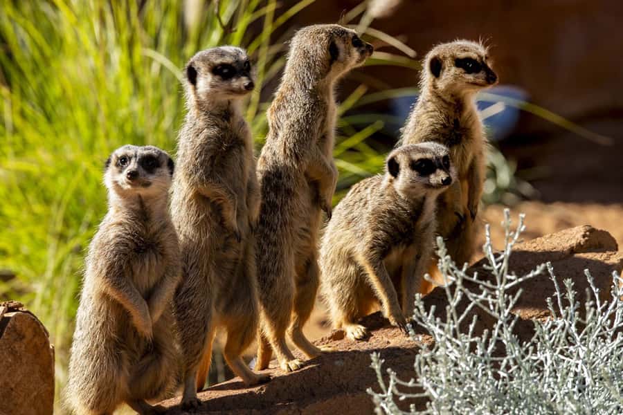 Sydney: Taronga Zoo Tickets - Free Flight Birds and Keeper Talks: When the Zoo Becomes a Show