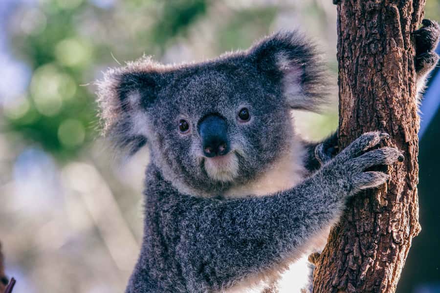 Sydney: Taronga Zoo Tickets - The Animals You’ll Hope For (and How to Manage Expectations)