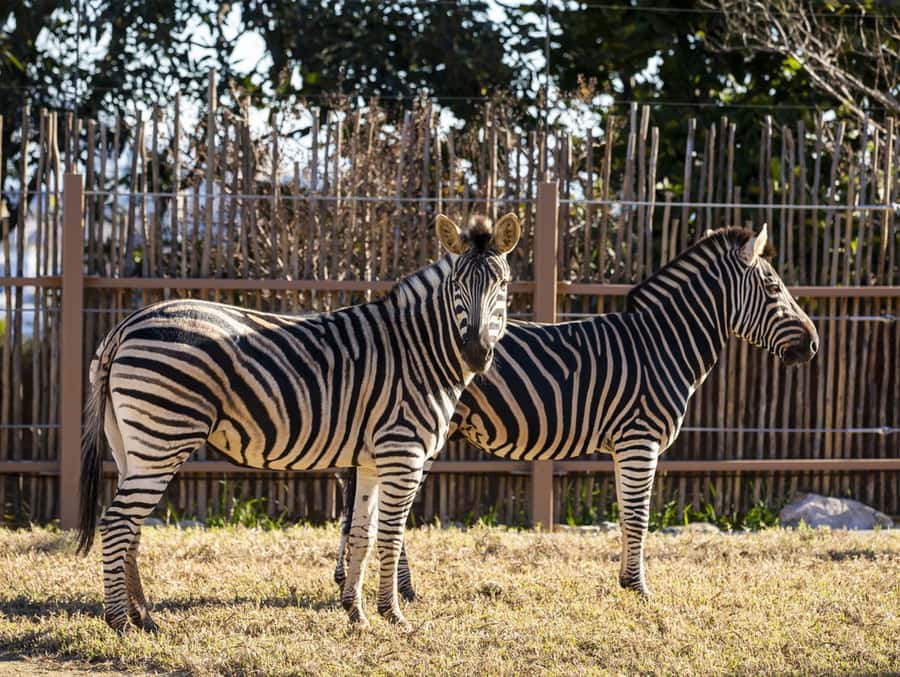 Sydney: Taronga Zoo Tickets - Why Taronga Zoo Tickets Feel Like a Full Sydney Day