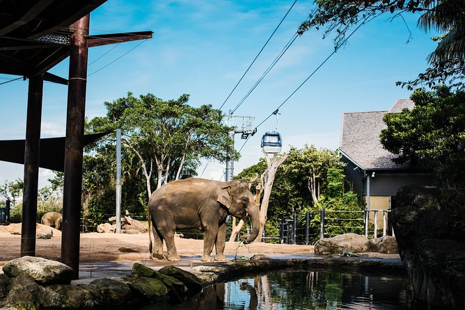 Sydney Taronga Zoo Wild Australia Experience - Key Things I’d Prioritize on This Tour