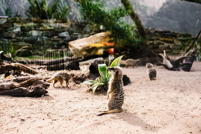 Sydney Taronga Zoo Wild Australia Experience - Taronga Zoo With Harbor Views: What Makes This Experience Worth Your Time